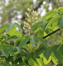 Attēlu rezultāti vaicājumam “Aesculus flava flower”