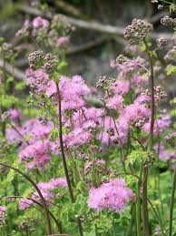 Attēlu rezultāti vaicājumam “Thalictrum aquilegifolium”