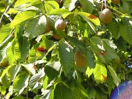 Attēlu rezultāti vaicājumam “Aesculus flava fruit”