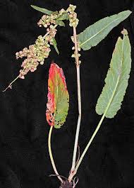 Attēlu rezultāti vaicājumam “Rumex aquaticus bud”