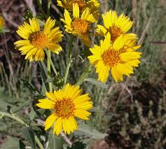 Attēlu rezultāti vaicājumam “Cribraria aurantiaca var. persoonii”
