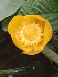 Attēlu rezultāti vaicājumam “Nuphar lutea flower”