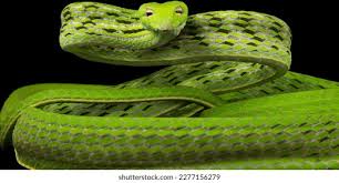 Attēlu rezultāti vaicājumam “Serpentes”