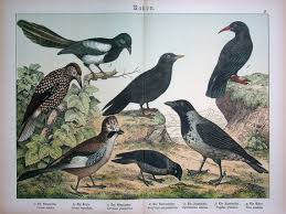 Attēlu rezultāti vaicājumam “Corvus cornix”