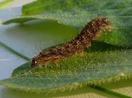 Attēlu rezultāti vaicājumam “Atolmis rubricollis”