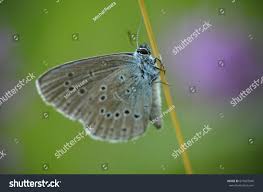 Attēlu rezultāti vaicājumam “Maculinea alcon upperside”