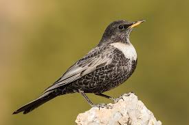 Image result for Turdus torquatus