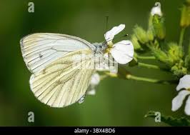 Attēlu rezultāti vaicājumam “Pieris rapae underside”
