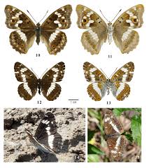 Attēlu rezultāti vaicājumam “Apatura ilia”