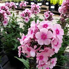 Image result for Phlox paniculata `Bright Eyes`