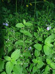 Attēlu rezultāti vaicājumam “Veronica chamaedrys flower”