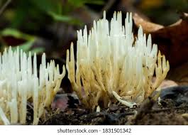 Attēlu rezultāti vaicājumam “Ramariopsis kunzei”