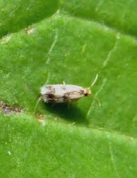 Attēlu rezultāti vaicājumam “Elachista maculicerusella”