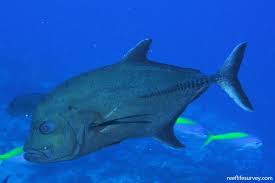 Image result for Caranx lugubris