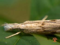 Attēlu rezultāti vaicājumam “Crambus pratella”