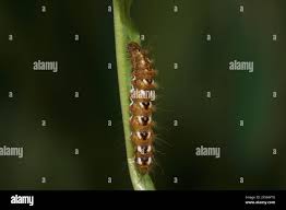 Attēlu rezultāti vaicājumam “Acronicta rumicis imago”