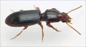 Attēlu rezultāti vaicājumam “Clivina fossor”