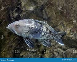 Image result for Centropristis striata