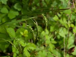 Attēlu rezultāti vaicājumam “Carex sylvatica leaf”