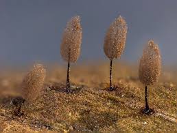 Attēlu rezultāti vaicājumam “Comatricha alta”