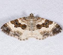 Attēlu rezultāti vaicājumam “Epirrhoe tristata imago”