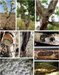 Attēlu rezultāti vaicājumam “Biscogniauxia granmoi”