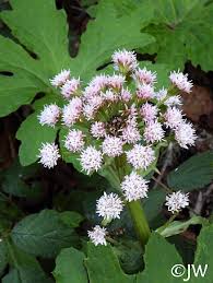 Attēlu rezultāti vaicājumam “Petasites spurius flower”
