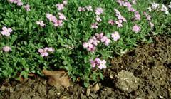 Attēlu rezultāti vaicājumam “Aubrieta deltoidea leaf”