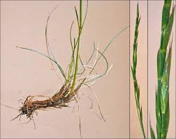 Attēlu rezultāti vaicājumam “Festuca rubra subsp. rubra fruit”