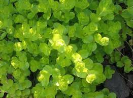 Image result for Lysimachia nummularia
