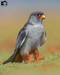 Image result for Falco amurensis