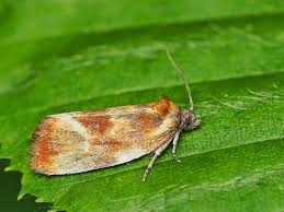 Attēlu rezultāti vaicājumam “Eulia ministrana”