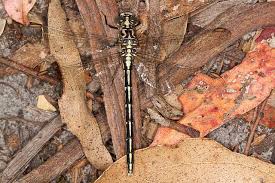 Attēlu rezultāti vaicājumam “Gomphidae”