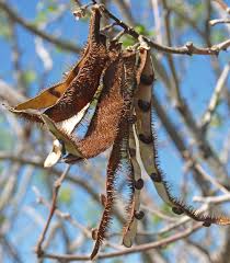 Attēlu rezultāti vaicājumam “Robinia neomexicana”