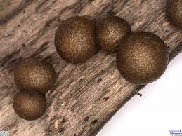 Attēlu rezultāti vaicājumam “Lycogala confusum”