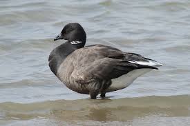 Attēlu rezultāti vaicājumam “Branta bernicla”