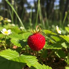 Attēlu rezultāti vaicājumam “Fragaria vesca leaf”