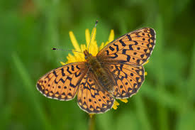 Attēlu rezultāti vaicājumam “Clossiana euphrosyne upperside”