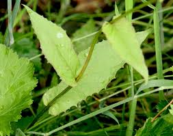 Attēlu rezultāti vaicājumam “Crepis paludosa leaf”
