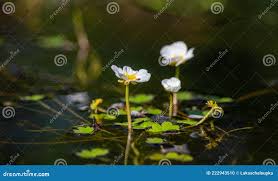 Attēlu rezultāti vaicājumam “Batrachium circinatum flower”