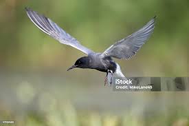 Attēlu rezultāti vaicājumam “Chlidonias niger”