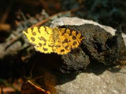 Attēlu rezultāti vaicājumam “Pseudopanthera macularia”