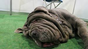 Image result for ugliest dog