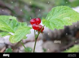 Attēlu rezultāti vaicājumam “Rubus saxatilis fruit”