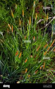 Attēlu rezultāti vaicājumam “Alopecurus aequalis”