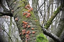 Attēlu rezultāti vaicājumam “Craterocolla cerasi”