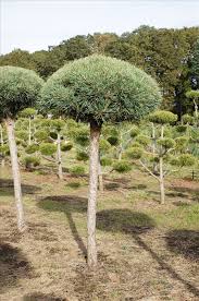 Attēlu rezultāti vaicājumam “Pinus sylvestris var. borussica”
