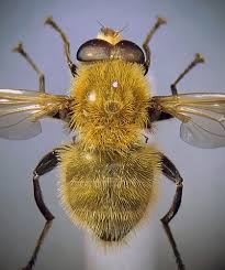 Attēlu rezultāti vaicājumam “Arctophila superbiens”