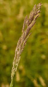 Attēlu rezultāti vaicājumam “Holcus lanatus”