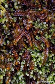 Attēlu rezultāti vaicājumam “Jamesoniella autumnalis”